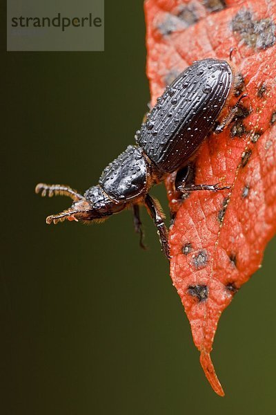 Ein Käfer liegt auf s Blatt im Tandayapa Tal von Ecuador.
