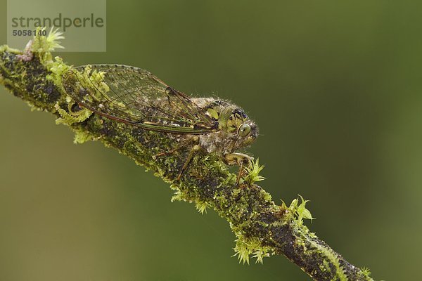 Ein Insekt in der Tandayapa Tal von Ecuador.