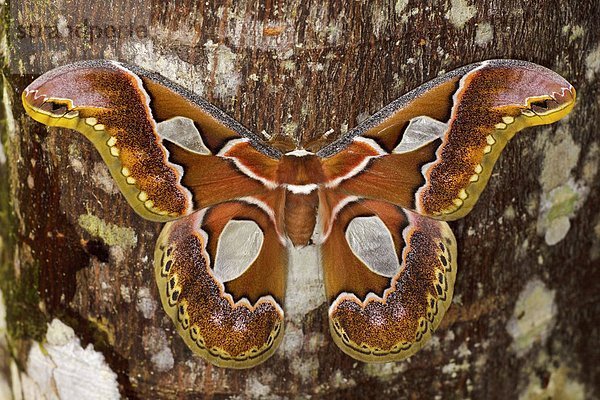 Ein großer Schmetterling thront auf einem Baumstumpf im Tandayapa Tal von Ecuador.