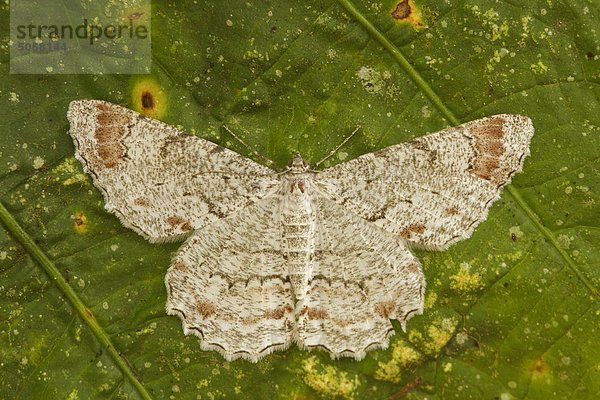 Ein Schmetterling auf ein Blatt im Tandayapa Tal von Ecuador.
