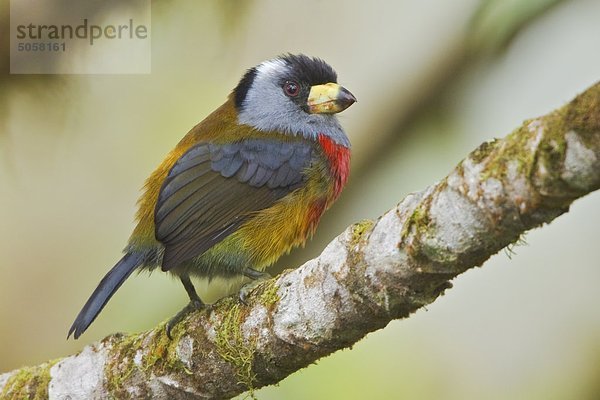 Tukan-Bartvogel (Semnornis Ramphastinus) liegt auf einem Zweig der Mindo Loma-Reserve im nordwestlichen Ecuador.