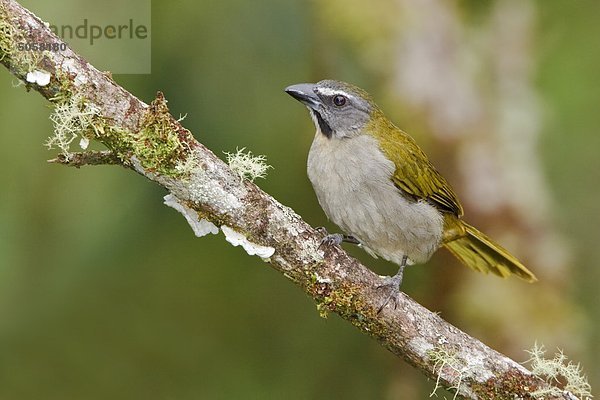 Buff-throated Saltator (Saltator Maximus) thront auf einem Zweig in der Nähe von Podocarpus Nationalpark im Südosten Ecuadors.