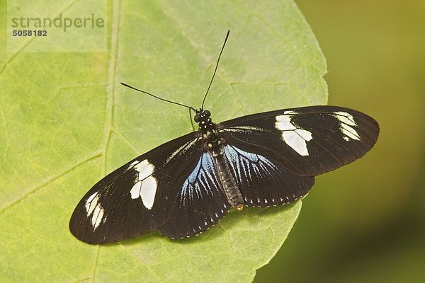 Ein Schmetterling thront auf einem Blatt in Ecuador.