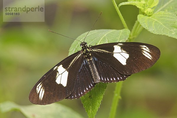 Ein Schmetterling thront auf einem Blatt in Ecuador.