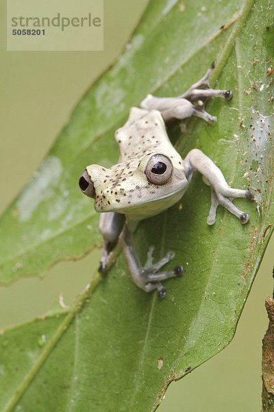 Ein Frosch thront auf einem Moosbedeckte Zweig in Amazonian Ecuador.