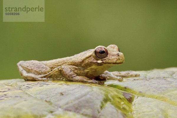 Eine Kuriosität liegt auf ein Blatt im Tandayapa Tal von Ecuador.