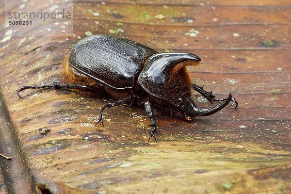 Ein Käfer auf ein Blatt im Tandayapa Tal von Ecuador.