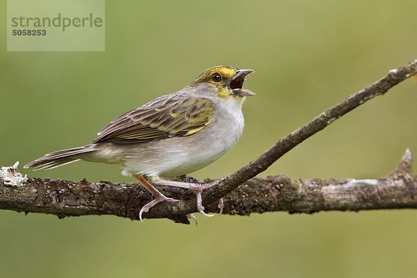 Gelbbrauen-Sparrow (Ammodramus Aurifrons) thront auf einem Zweig in der Nähe von Podocarpus Nationalpark im Südosten Ecuadors.