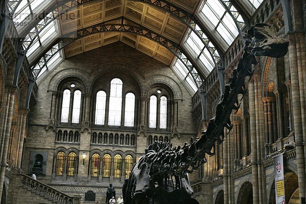 UK  England  London  Natural History Museum Interior  Dinosaurier