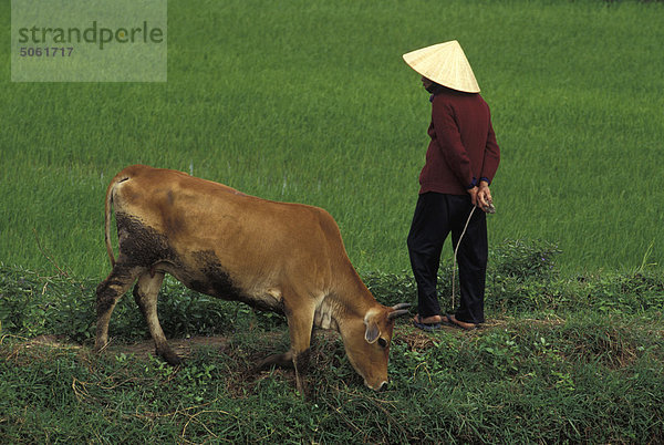Vietnam  Feld-Bauer mit Kuh