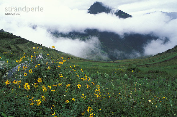 Peru  Urubamba Tal: Wiese