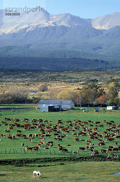 New Zealand  South Island  dem Land und Farmen