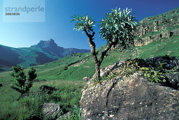 Afrika  Südafrika  Drakensberg  Royal Natal National park