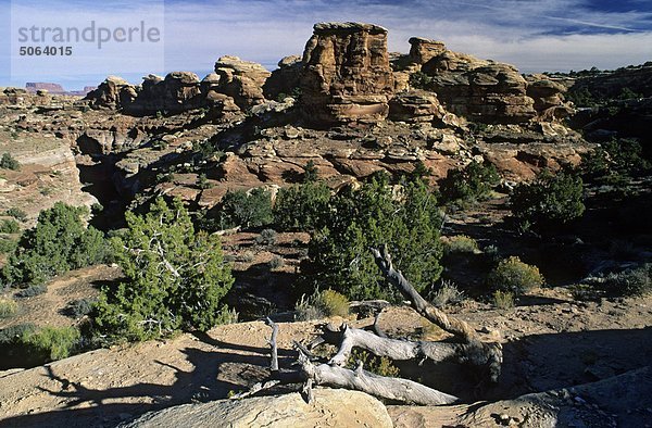 USA  Utah  Canyonlands National Park  Felsformationen der Nadeln