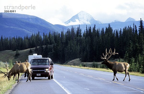 Kanada  Rocky Mountains  Alberta  Elks über Autobahn