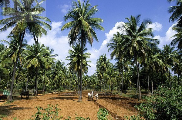 Indien  Karnataka  Landschaft