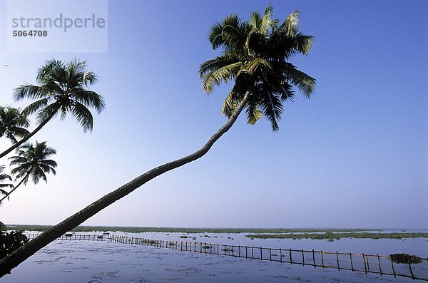 Indien  Kerala Backwaters  Cocconut Lagune