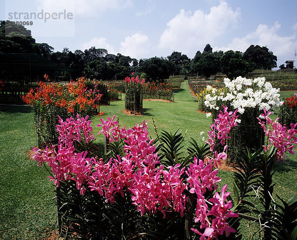 Mandai Orchideengarten. Singapur.