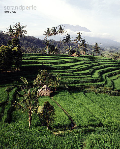 Reis-Terrassen und Blick auf Gunung Agung in der Nähe von Sibetan. Bali  Indonesien.