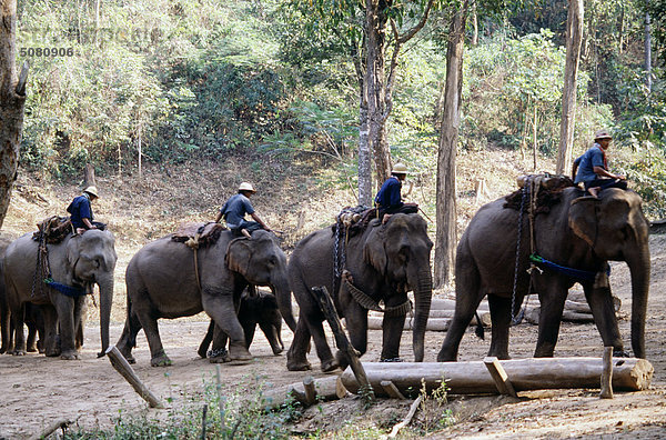 Elefanten arbeiten in einem Feld. Thailand.