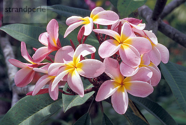 Tropische Pflanzen  Frangipani (Plumeria Rubra)