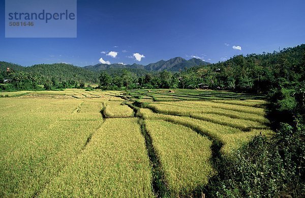 Thailand  Reisfelder