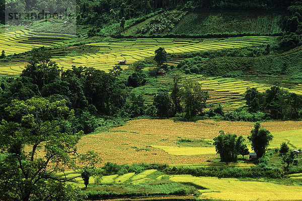 Burma  Reisfelder