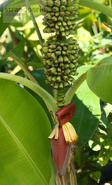 Tropische Pflanze  wild Banane (Musa Velutina)