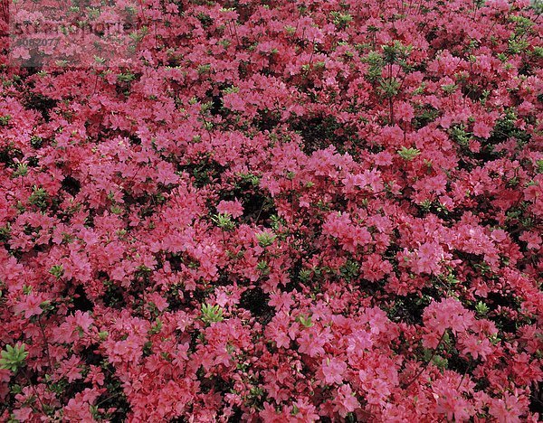 Rhododendron-Blumen