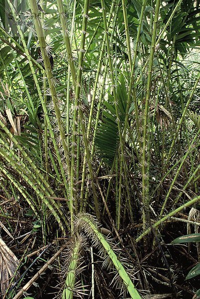 Rattan Zuckerrohr Pflanze (Calamus-Rotang)