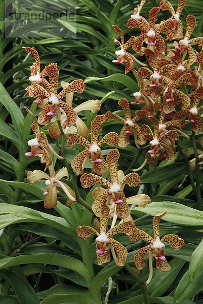 Orchideen (Aranda Majula Rimau)