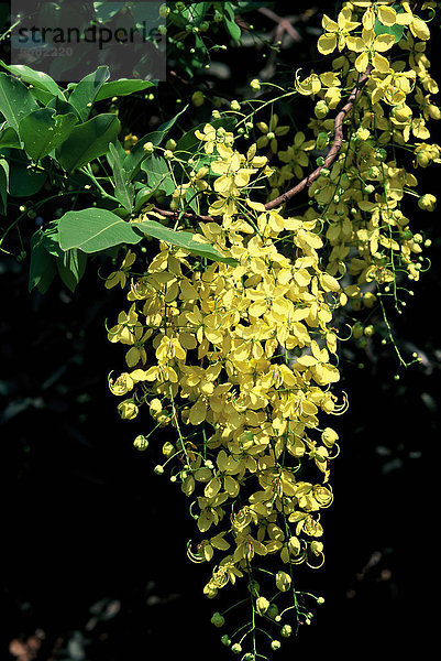 Blume des Cassia Fistel  einem blühenden Baum