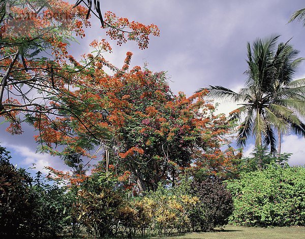 Ein Garten in Bali  mit Frangipani und Flamme Bäume