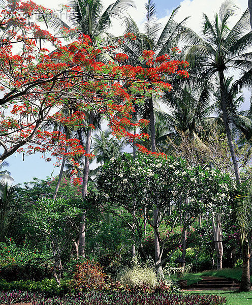 Ein Garten in Bali