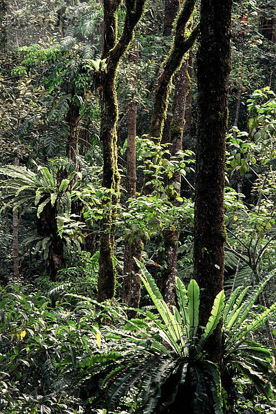 Tropischen Wald in Bali mit Bird nest Farne