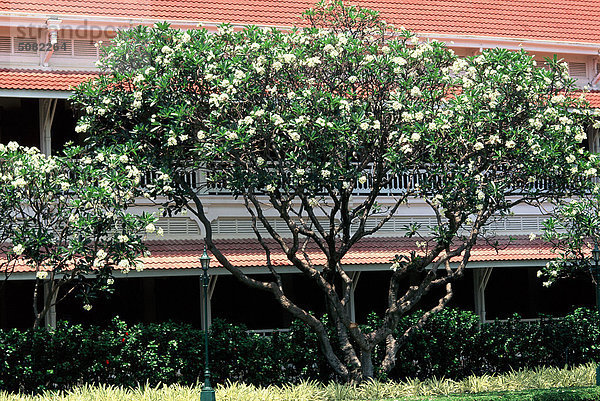 Topische Pflanzen  Frangipani (Plumeria Obtusa)