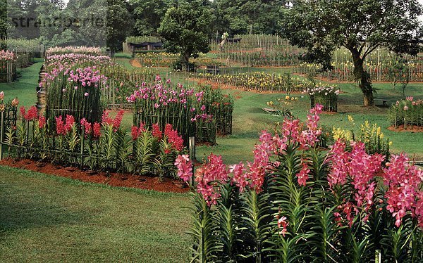 Orchideenfarmen in Mandai Gardens  Singapurianer/in