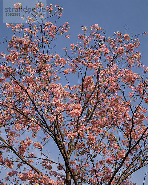 Tabebuia Rosea  einem blühenden Baum