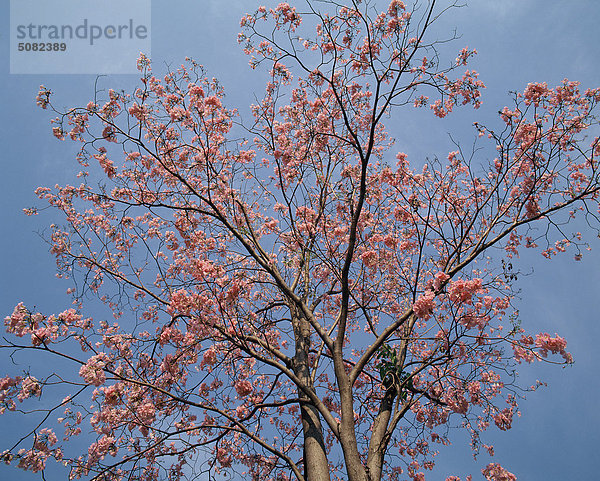 Tabebuia Rosea  einem blühenden Baum