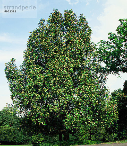 Tembusu Baum