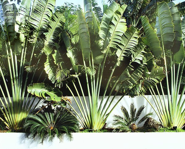 Reisenden Palmen