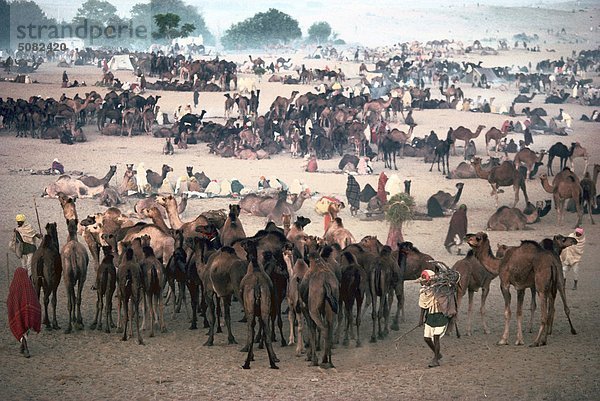 Puskar Kamel Messe in Rajastan  Indien