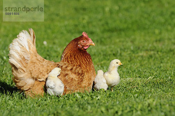 Haushuhn  Gallus gallus domesticus  und Küken