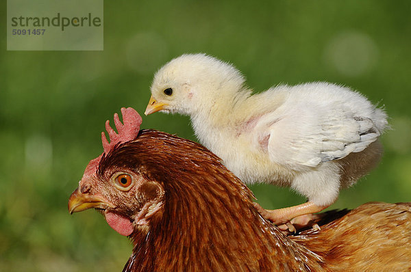 Haushuhn  Gallus gallus domesticus  und Küken