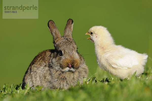 Haushuhn-Küken und Kaninchen