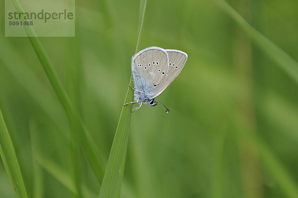 Hauhechel-Bläuling  Polyommatus icarus