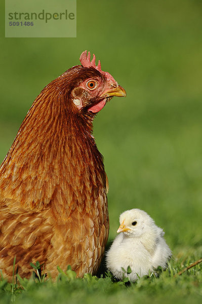 Haushuhn  Gallus gallus domesticus  und Küken