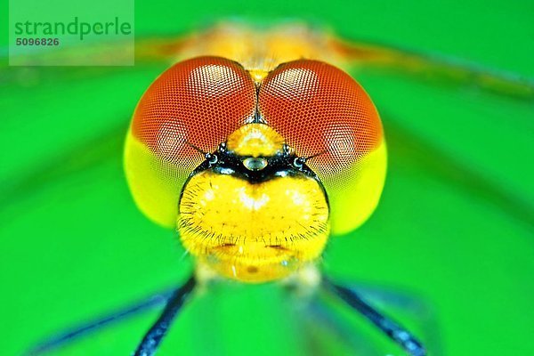 Heidelibelle  Sympetrum vulgatum