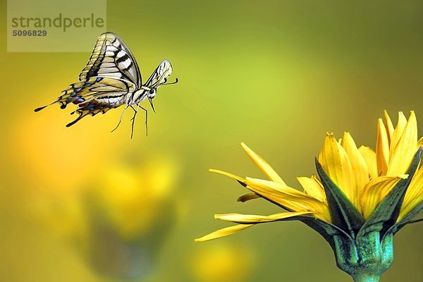 Schwalbenschwanz  Papilio machaon