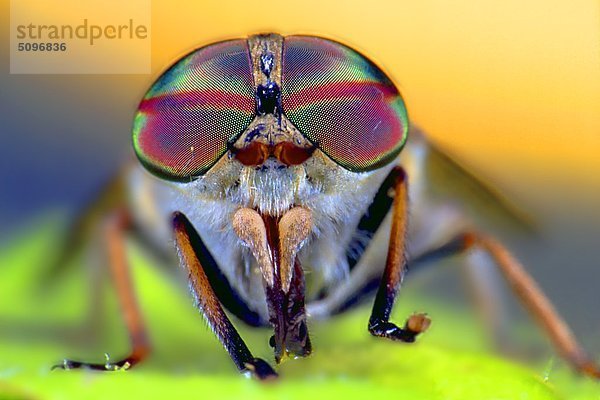 Facettenaugen der Rinderbremse  Tabanus bovinus